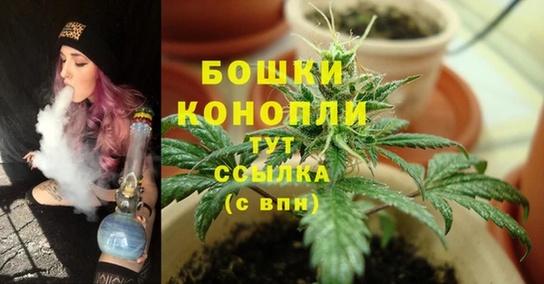 прущие грибы Алзамай